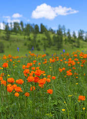Blooming alpine meadow