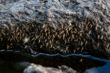 Mosquitoes on rock at lake
