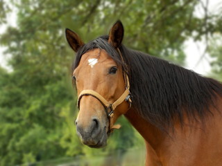Obraz premium Brown horse portrait