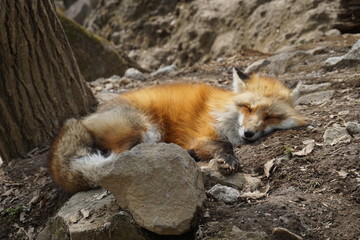 蔵王キツネ村　キツネ