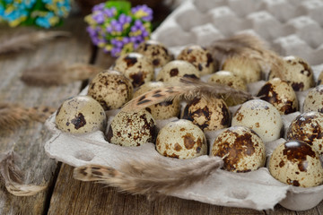 Quail eggs