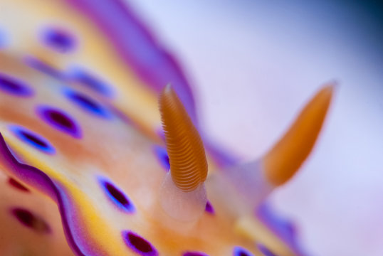 ウミウシ