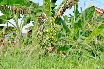 Banana tree with green bananas for tall grass