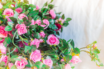 roses on white background