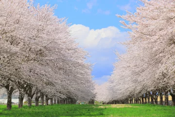 Foto auf Acrylglas 桜並木と青空 © yspbqh14