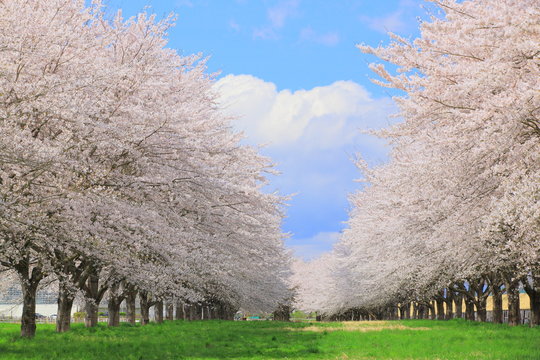 桜並木と青空