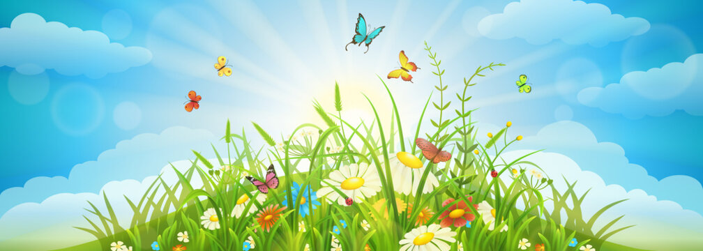 Summer and spring meadow background with grass, flowers, butterflies and sky