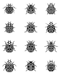 Fototapeta premium Set of different gray ladybugs, vector illustration