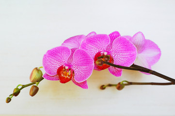 Fototapeta na wymiar branch of orchids