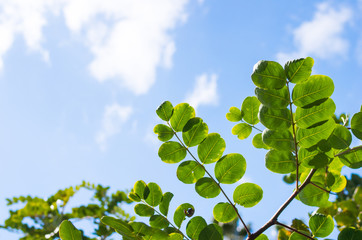 carob tree