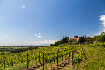 Naklejka premium grapevine field in the italian countryside