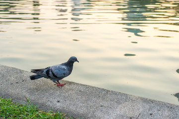 pigeon standing on stone fringe beside water