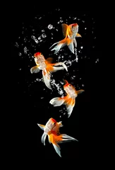 Fotobehang Goldfishs jumps © Andrei Armiagov