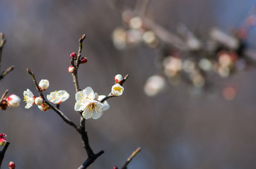 white plum tree