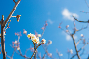 white plum tree