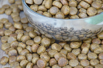 pet food in circle stainless bowl