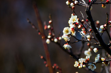 white plum tree