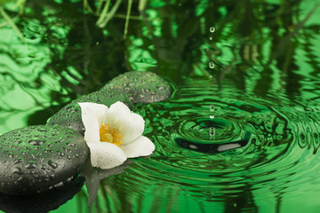 Beautiful white flower among the black stones  in the rain