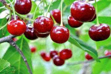  close-up of ripe sweet cherries on a tree