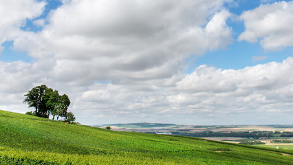 Summer landscape in France