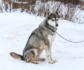 Huskies in nursery for dogs