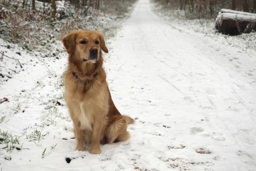 Golden Retriever im Schnee