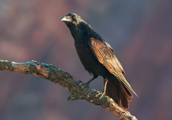 Raven in the morning light