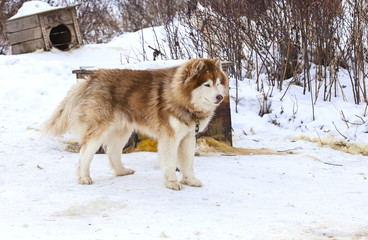 red Malamute  in nursery for dogs