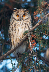 Long-eared Owl (Asio otus)