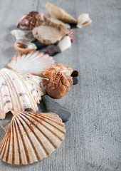 Shells, stones and desert rose