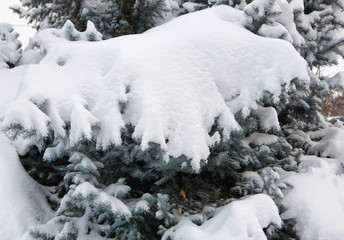 Bright winter landscape. Snowy fir trees. Branches closeup.