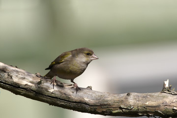Greenfinch