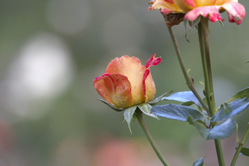 Roses bush