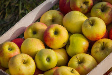 Box of fresh organic apples for sale at trade fair.