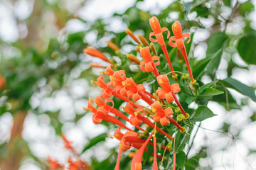 Orange trumpet Flame flower