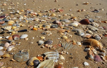 Beach filled with many kinds of shells