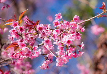Cherry blossom or  Sakura flower with blue sky, Chiang mai Thail