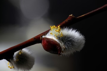 Flowering willow. Beautiful catkin of Tea-leaved Willow (Salix phylicifolia). First signs of spring.