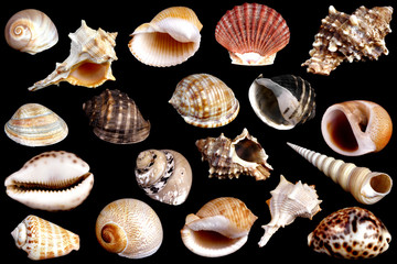 Detail of shells collection on black background