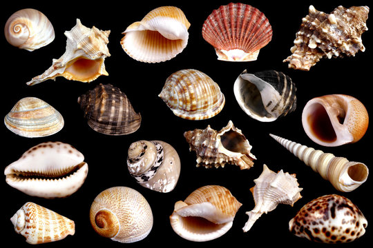 Detail of shells collection on black background