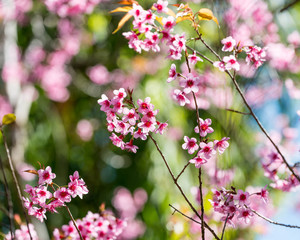Cherry blossom or  Sakura flower with blue sky, Chiang mai Thail