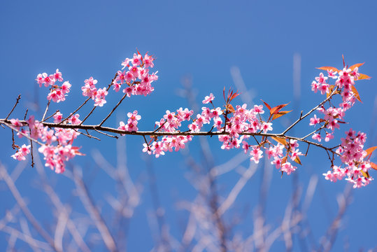Cherry blossom or  Sakura flower with blue sky, Chiang mai Thail