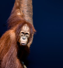 Young orangutan