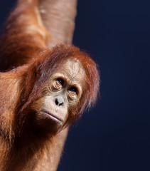 Young orangutan