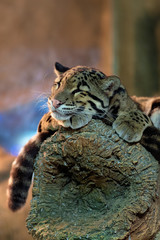 Young clouded leopard