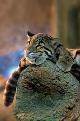 Foto op Canvas Young clouded leopard © Sergey Skleznev