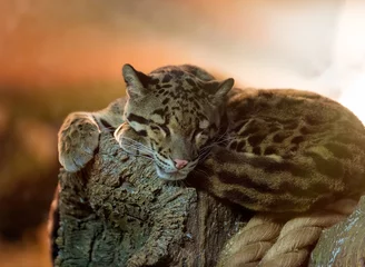 Tuinposter Young clouded leopard © Sergey Skleznev