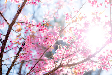 Cherry blossom or  Sakura flower with blue sky, Chiang mai Thail