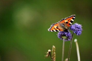 butterfly on purple flower