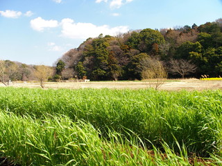 麦畑のある里山風景